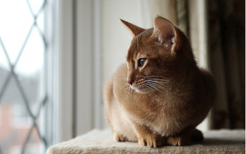Animals, Cat, Lies, Window, Attention HD wallpaper