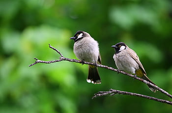 Two White-Eared Bulbuls perched on a branch against a lush green background. HD wallpaper