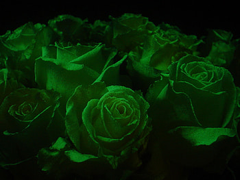 verde, rose, nature, flowers, green HD wallpaper