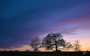 Nature, Trees, Sky, Evening HD wallpaper