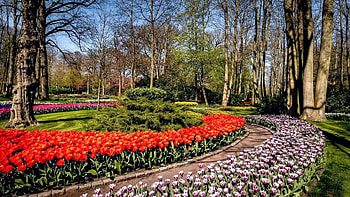 Keukenhof, Netherlands, blossoms, clouds, colors, trees, sky, tulips HD wallpaper