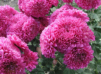 Flowers, Leaves, Greens, Bouquet, Dahlias HD wallpaper