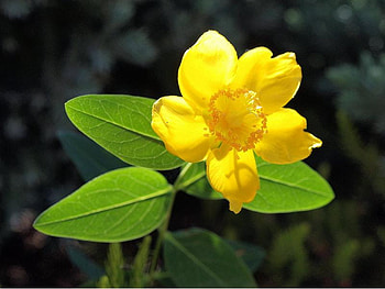 Flower, leaves, petals, yellow, nature HD wallpaper