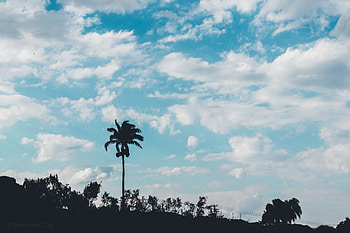 Nature, Trees, Sky, Clouds, Palm HD wallpaper
