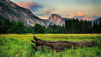 Tree trunk, landscape, half dome, Yosemite valley HD wallpaper