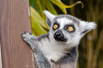 Wild lemur in jungle, Lemur in nature, Animal graphy, Wildlife HD wallpaper
