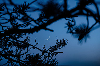 Twilight, Moon, Dark, Branches, Dusk, Outlines HD wallpaper