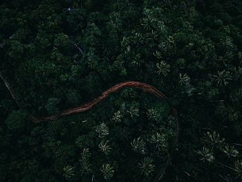 Nature, Palms, View From Above, Road HD wallpaper