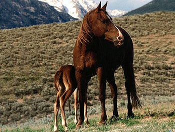 Horse family, animal, horse, nature, family HD wallpaper