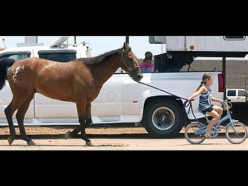 Walking the horse, horse, bicycle, ute, road, lead, child HD wallpaper