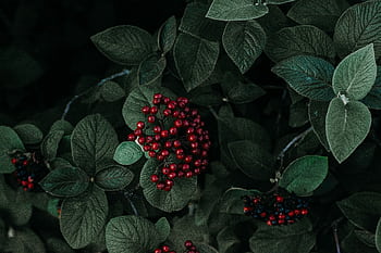 Close-up of vivid red berries on dark green foliage, creating a moody garden scene. HD wallpaper