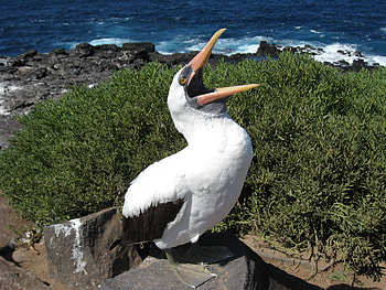 Animals, Grass, Stones, Sea, Feather, Bird, Sit, Scream, Cry, Tide, High Tide, Cormorant HD wallpaper