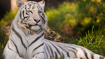White tiger, beauty, Mystical aura, Snowy landscapes HD wallpaper