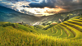 Rice Terraces At Sunset, mountain, mountains, tree, trees, sky, cloud, nature HD wallpaper