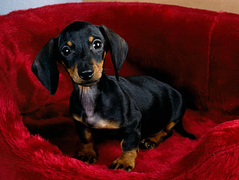 Animals, Dogs HD wallpaper