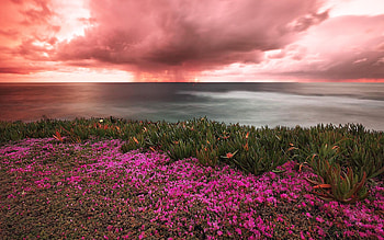 Beautiful Sky, Nature, Flower, Sky, Sea HD wallpaper