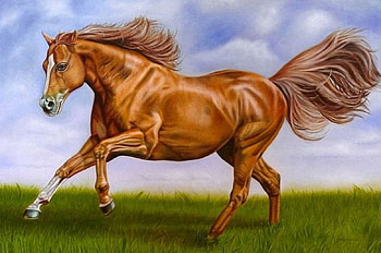 At a Gallop, animal, run, horse, grass HD wallpaper
