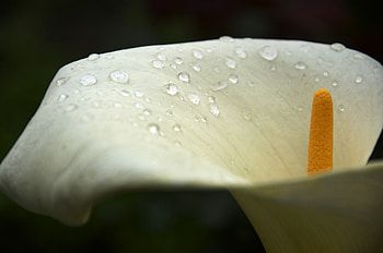 Close-up, Calla Lilies HD wallpaper