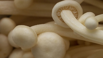 Exotic mushrooms, South shiitake, Oyster mushrooms, Mushroom collection HD wallpaper