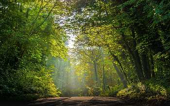 Forest Road, autumn, trees, road, forest HD wallpaper