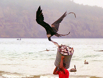 Fish Thief, funny HD wallpaper