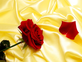 A gift, beautiful, gift, lonely, nice, petal, rose, pretty, flower, red, lovely HD wallpaper
