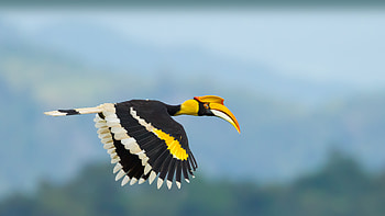 Great hornbill, Khao Yai National Park, Thailand, Animal, hornbill HD wallpaper
