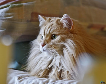 Redhead Longhair Cat, animal, kitten, cat, hair, long, shaggy HD wallpaper