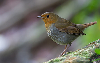 Animals, Rock, Macro, Bird, Stone, Moss HD wallpaper
