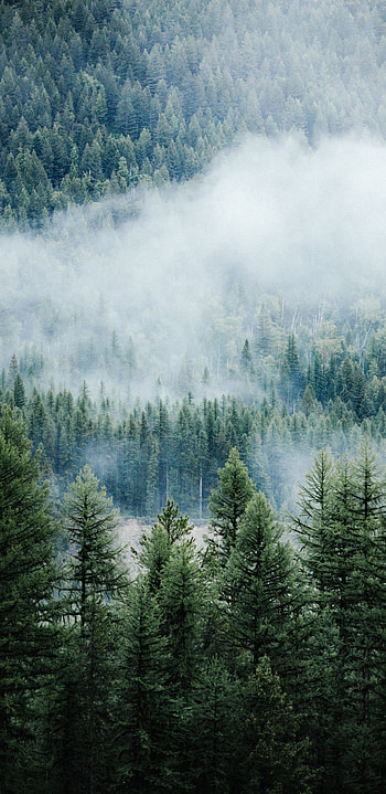 Foggy forest, Nature , Misty trees, Atmospheric beauty HD phone wallpaper