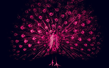 Pink peacock, pink, black, feather, abstract, peacock HD wallpaper