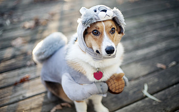 Dog Funny Outfit, dog, funny, outfit, animals HD wallpaper