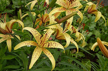 Flowers, Lilies, Spotted, Flower Bed, Flowerbed, Stamens HD wallpaper
