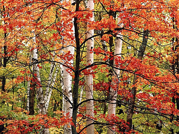 Nature, Trees, Autumn, Leaves, Birches, Forest, Branches, Branch, Paints HD wallpaper