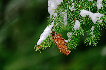 First Snow, Nature, First, tree, Snow HD wallpaper