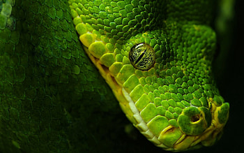 Animals, Snake, Scale, Scales, Eye HD wallpaper