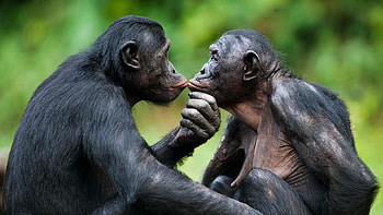 Monkeys, Wide variety, , Playful animal kingdom HD wallpaper