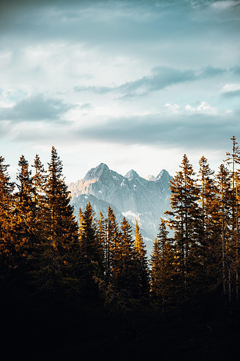 Nature, Trees, Sky, Mountains, Clouds, Spruce, Fir HD phone wallpaper