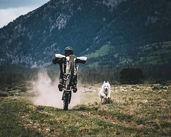 Grass, Races, Motorcycles, Dog, Motorcyclist HD wallpaper