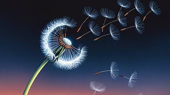 Dandelion Twilight | Whispering Seeds - | Dandelion Breeze HD wallpaper