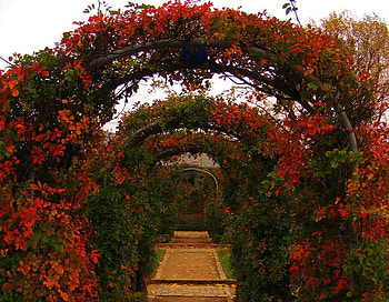Way_to_Dreams, way-to-dreams, beautiful, flowers HD wallpaper