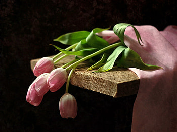 Lovely Pinks, still life, table, pink fabric, flowers, tulips HD wallpaper