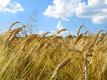Ukraine travels, Ukrainian fields, Beautiful sky, Country scenes HD wallpaper