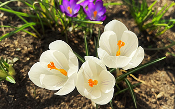 Crocuses, flowers, white, spring HD wallpaper