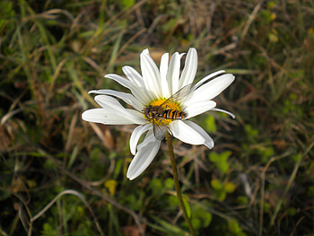 Bug/Flower, autumn, grass, bug, flower HD wallpaper