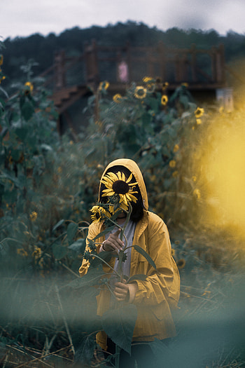 Nature, Sunflowers, Privacy, Seclusion, Stroll, Loneliness HD phone wallpaper