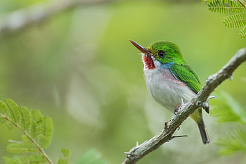 Bird, pasare, cute, green HD wallpaper