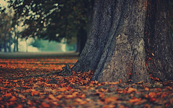 Landscape, Trees HD wallpaper