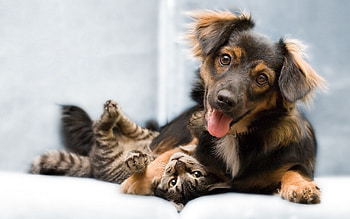 Sweet Mom, Animals, Hugs, Brown, Dogs HD wallpaper