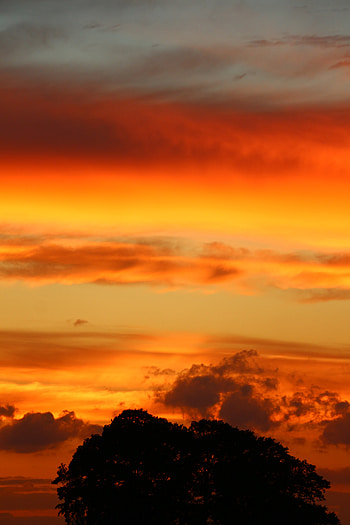 Nature, Trees, Sunset, Sky, Silhouette HD phone wallpaper